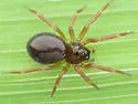 Pocadicnemis pumila - photo 4