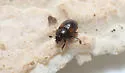 Pocadius basalis - Pocadius basalis