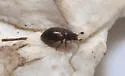 Pocadius basalis - photo 2