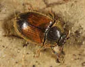 Pocadius fulvipennis