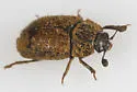 Pocadius fulvipennis - photo 2