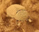 Pocadius fulvipennis - photo 3