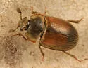 Pocadius fulvipennis - photo 4