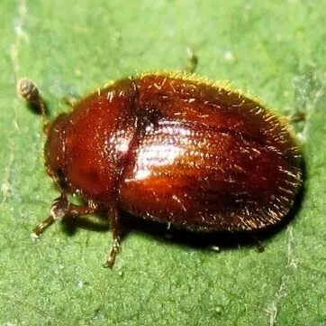Hairy Puffball Beetle