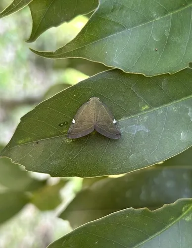 Pochazia albomaculata