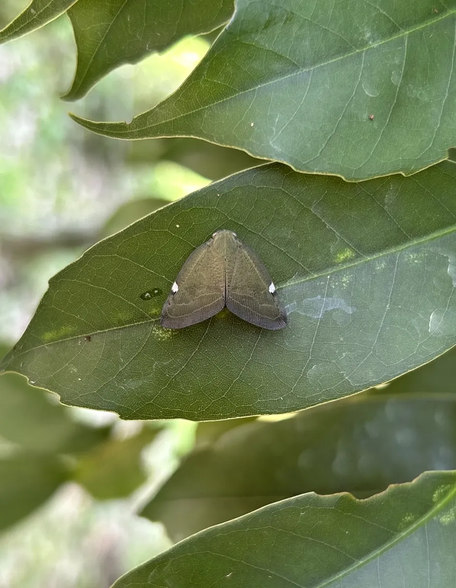Pochazia albomaculata - photo 3
