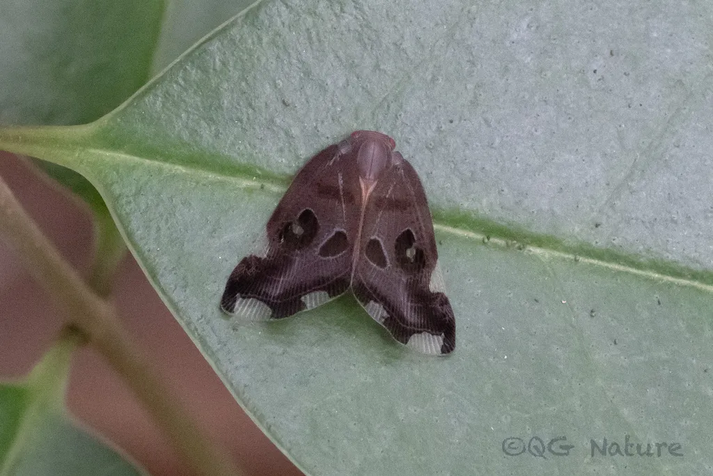Pochazia guttifera - photo 2
