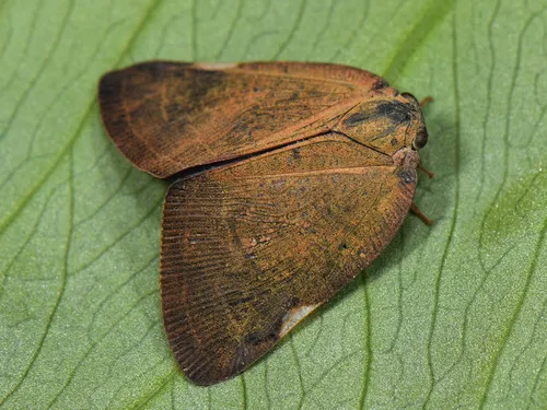 Pochazia shantungensis