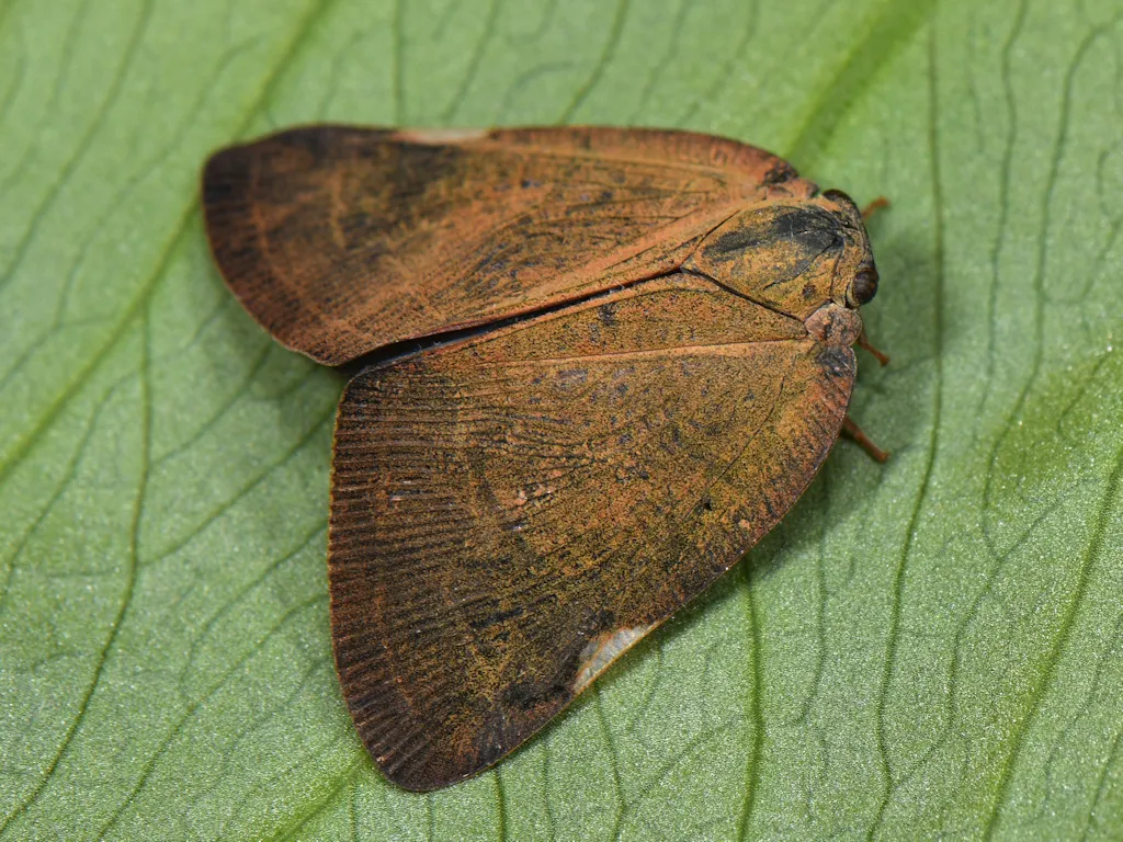 Pochazia shantungensis - photo 3