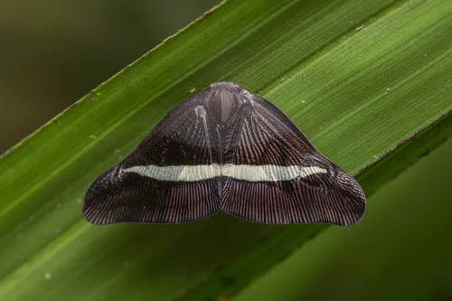 Pochazia sinuata