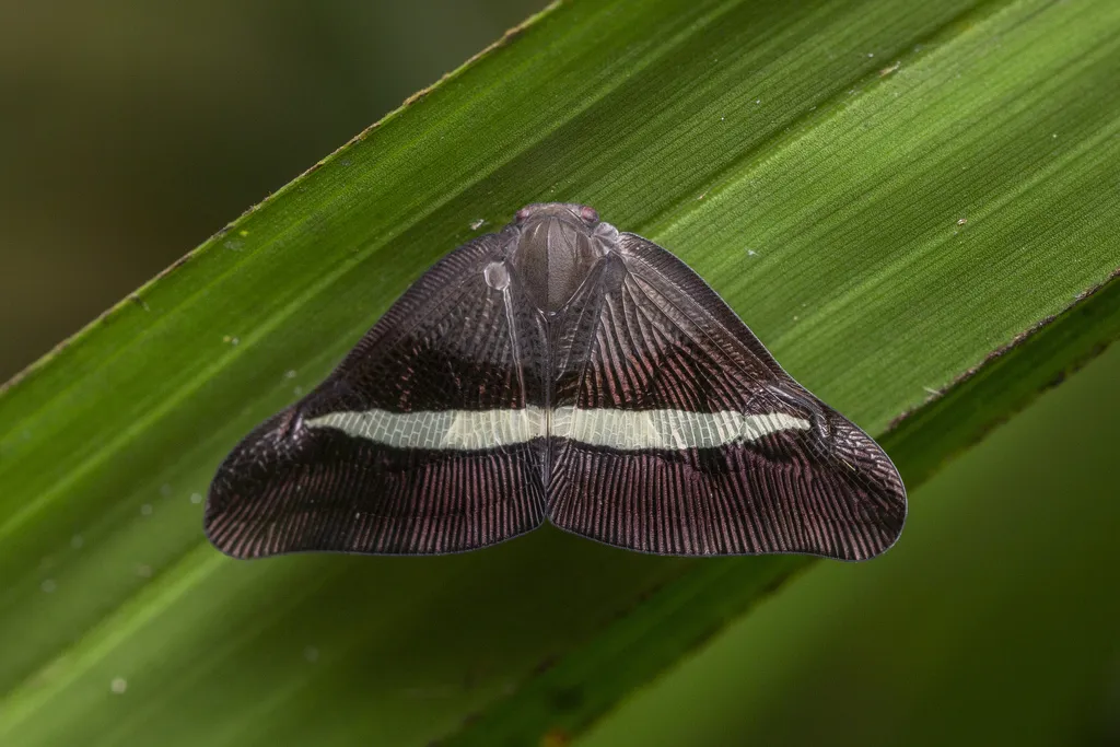 Pochazia sinuata - photo 2