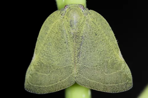 Pochazia sublimata