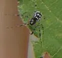 Pocobletus coroniger