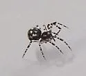 Pocobletus coroniger - photo 2