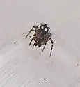 Pocobletus coroniger - photo 3