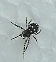 Pocobletus coroniger - photo 4