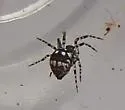 Pocobletus coroniger - photo 5