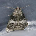 Aspen Webworm Moth - Hodges#5605