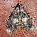 Aspen Webworm Moth - Hodges#5605 - photo 2