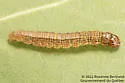 Aspen Webworm Moth - Hodges#5605 - photo 3