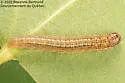 Aspen Webworm Moth - Hodges#5605 - photo 4