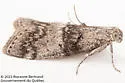 Aspen Webworm Moth - Hodges#5605 - photo 5