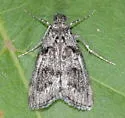 Pococera arizonella - Hodges#5612