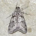 Pococera arizonella - Hodges#5612 - photo 3