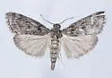 Pococera arizonella - Hodges#5612 - photo 4