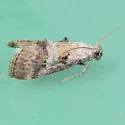 Pococera baptisiella - Hodges#5619