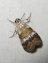 Pococera baptisiella - Hodges#5619 - photo 2