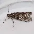 Pococera callipeplella - Hodges# 5599
