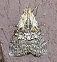 Double-humped Pococera Moth - Hodges#5608 - photo 2
