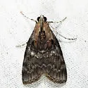 Double-humped Pococera Moth - Hodges#5608 - photo 4