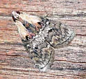 Double-humped Pococera Moth - Hodges#5608 - photo 5