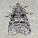 Pococera fuscolotella - Hodges#5615 - Pococera fuscolotella
