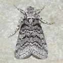 Pococera fuscolotella - Hodges#5615 - photo 4