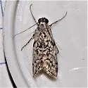Pococera griseella - Hodges#5614 - Pococera griseella