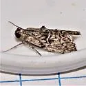 Pococera griseella - Hodges#5614 - photo 2