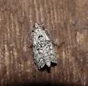 Pococera griseella - Hodges#5614 - photo 4