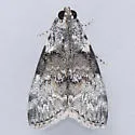 Pococera humerella - Hodges#5617