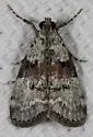 Pococera humerella - Hodges#5617 - photo 2