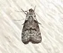Pococera humerella - Hodges#5617 - photo 4