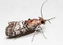 Pococera maritimalis - Hodges#5603 - Pococera maritimalis
