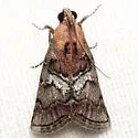 Pococera maritimalis - Hodges#5603 - photo 3