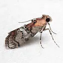 Pococera maritimalis - Hodges#5603 - photo 4