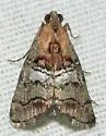 Pococera maritimalis - Hodges#5603 - photo 5