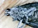 Pococera melanogrammos - Hodges#5597