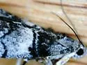 Pococera melanogrammos - Hodges#5597 - photo 4