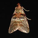 Sycamore Webworm Moth - Hodges#5604